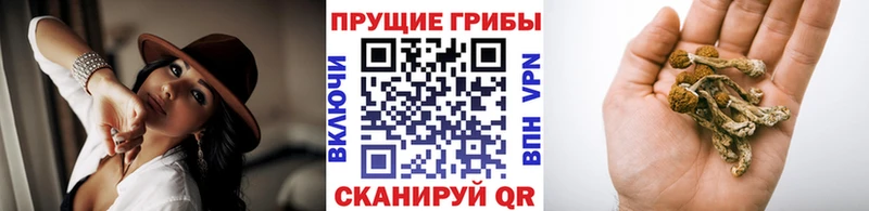Купить  Циолковский  Псилоцибиновые грибы Psilocybe 